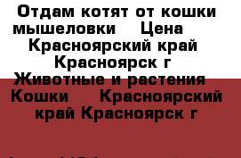 Отдам котят от кошки-мышеловки. › Цена ­ 3 - Красноярский край, Красноярск г. Животные и растения » Кошки   . Красноярский край,Красноярск г.